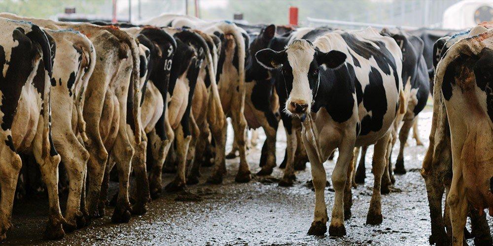 Dairy Comp 305: Автоматизация Управления Производством Молока